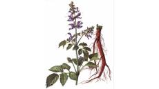 Hỗ trợ chữa bệnh tim mạch bằng thuốc nam hiệu quả