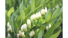 Ngọc trúc- Vị thuốc cường tim, mạnh tâm khí