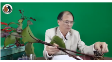 Cảnh báo cây dong riềng đỏ giả và cách nhận biết cây dong riềng đỏ chữa bệnh tim mạch