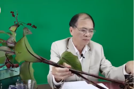 Cảnh báo cây dong riềng đỏ giả và cách nhận biết cây dong riềng đỏ chữa bệnh tim mạch 