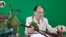 Cảnh báo cây dong riềng đỏ giả và cách nhận biết cây dong riềng đỏ chữa bệnh tim mạch 