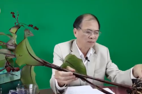 Cảnh báo cây dong riềng đỏ giả và cách nhận biết cây dong riềng đỏ chữa bệnh tim mạch 