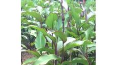 Liệu pháp cho bệnh mạch vành không cần đặt stent