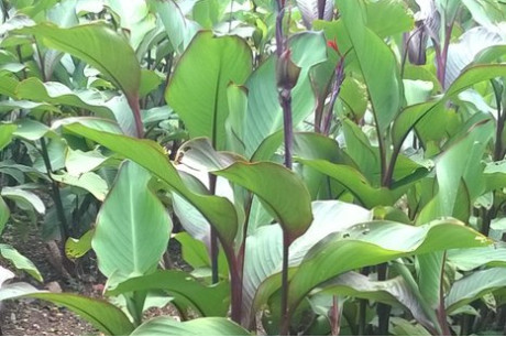 Cây Dong riềng đỏ dành cho bệnh mạch vành của người Dao