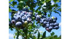 5 Loại thức ăn tốt nhất cho tim mạch