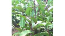 Dùng cây dong riềng đỏ như thế nào cho hiệu quả?