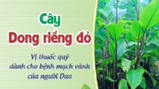 70% Người bệnh mạch vành không có biểu hiện bệnh