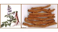 Đan sâm hỗ trợ điều trị thiếu máu cơ tim