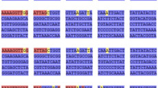 Định danh quần thể Dong riềng đỏ Việt Nam bằng mã vạch DNA