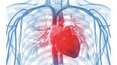 Cấu tạo của hệ tim mạch và vai trò quan trọng của chúng