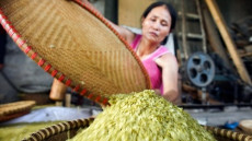 Dong riềng đỏ đã giúp tôi thoát khỏi cơn đau thắt ngực và nỗi lo tái phát nhồi máu cơ tim
