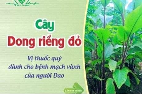 Tóm tắt "Nghiên cứu dịch chiết cây Dong Riềng Đỏ ứng dụng hỗ trợ điều trị bệnh cơ tim thiếu máu cục bộ"