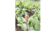 Khó thở là bệnh gì và những nguyên nhân gây khó thở thường gặp