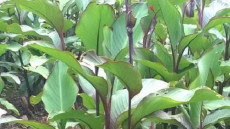 Dong riềng đỏ kết hợp Đan sâm - thuốc nam của người Việt