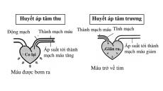 Tăng huyết áp tâm thu đơn độc, nguy cơ và giải pháp