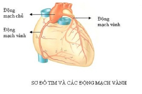 Khái niệm động mạch vành là gì?