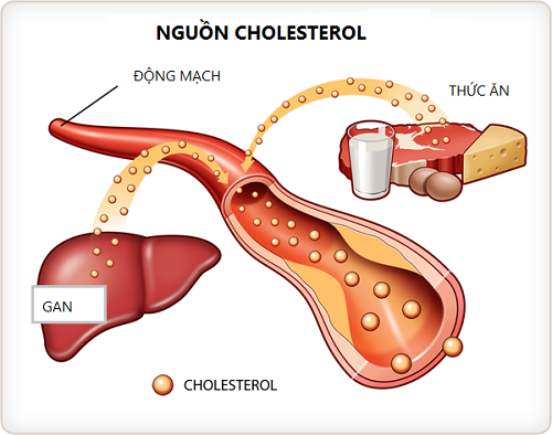 Mức cholesterol lý tưởng cho bệnh tim mạch ở phụ nữ