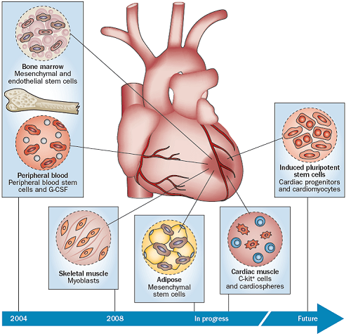 Sử dụng tế bào gốc trong các bệnh tim mạch 2