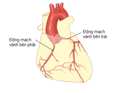 Giải phẫu hệ mạch vành tim