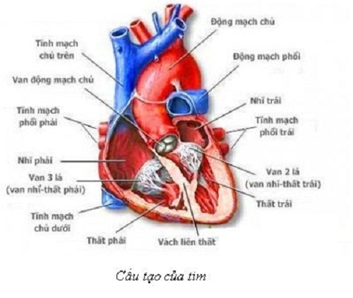 Cấu tạo của hệ tim mạch - Buồng tim và van tim