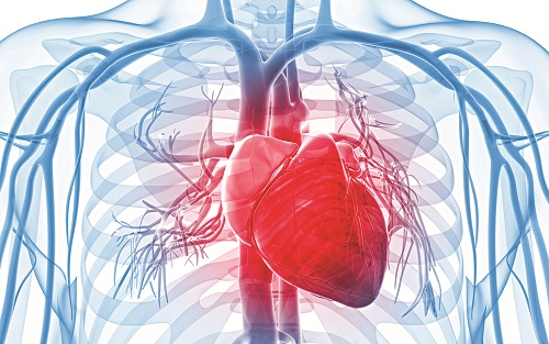 Cấu tạo của hệ tim mạch và vai trò quan trọng của chúng